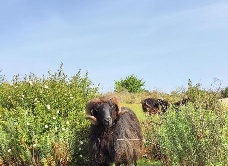 مبيت وإفطار Agriturismo Muru Idda