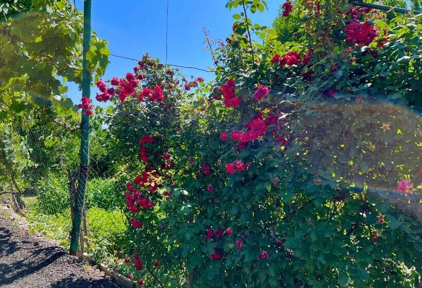 پانسیون Igor Bed And Breakfast