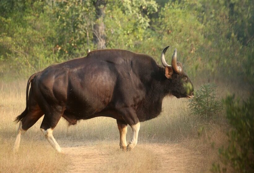 Отель Red Earth Tadoba