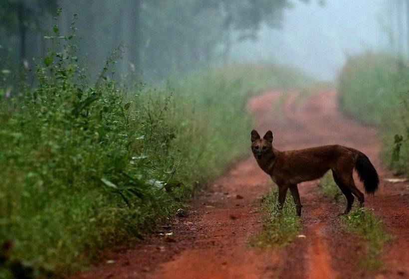 Отель Red Earth Tadoba