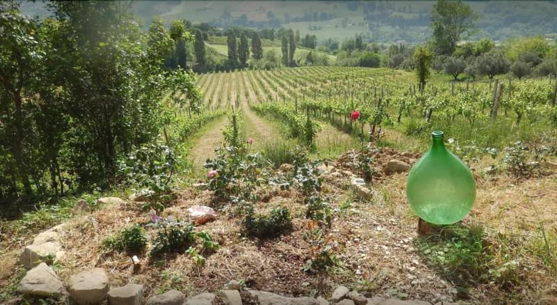 Отель Vigna Della Ripa
