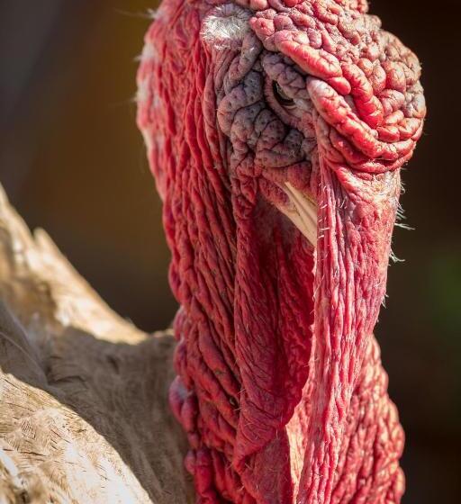 هتل Statek U Rajmunda