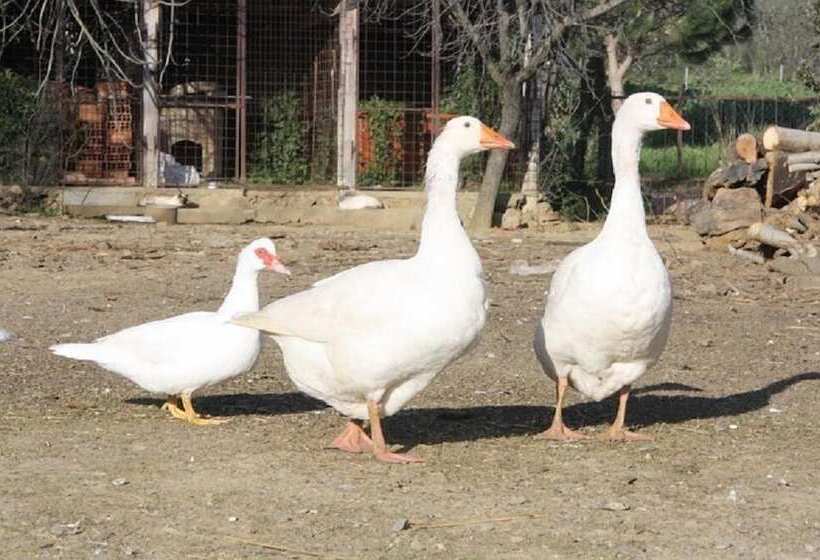 فندق Agriturismo Vigna Mai