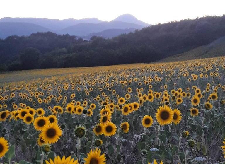 هتل Agriturismo L'antico Oliveto