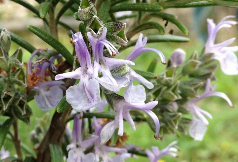 호텔 Agriturismo Zafferano E Dintorni