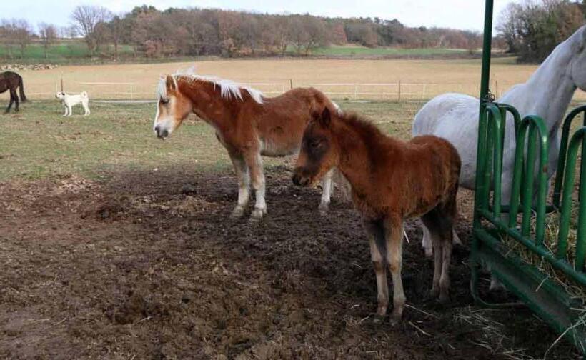 בית מלון כפרי Ferme Equestre Les Coccinelles