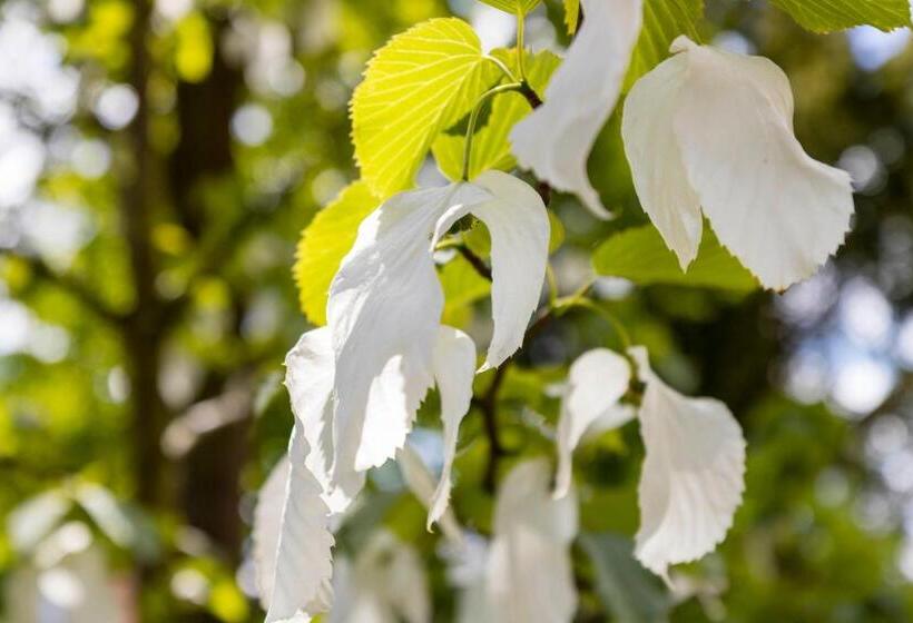 فندق صغير Gastehaus Musmann