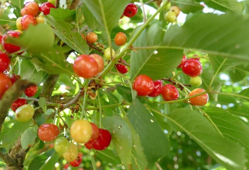 Отель Natur Aktiv Hof Thiem