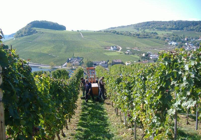 펜션 Gästehaus Und Weingut Bernd Frieden