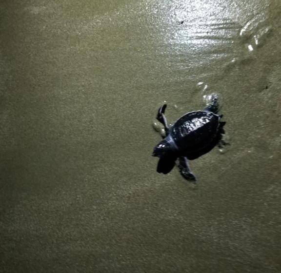 تختخواب و صبحانه Lacasa   San Juan Del Sur