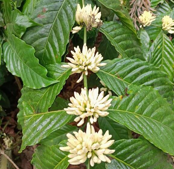 膳宿费 Coorg Kolamotte
