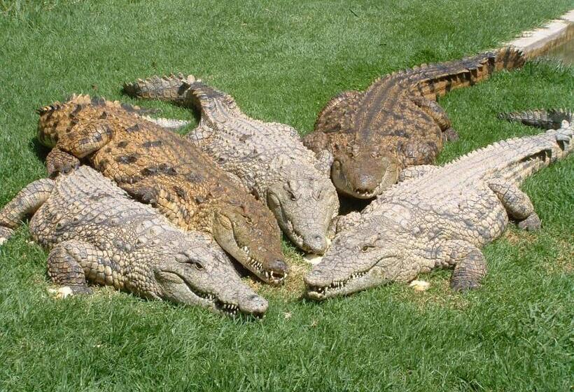 پانسیون Crocodile Lodge Cc