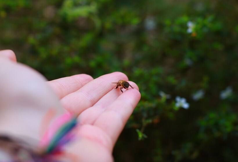 پانسیون Buriti Ecoh Rnt56521