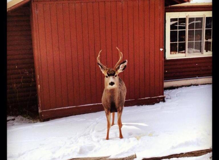 فندق Three Bears Lodge