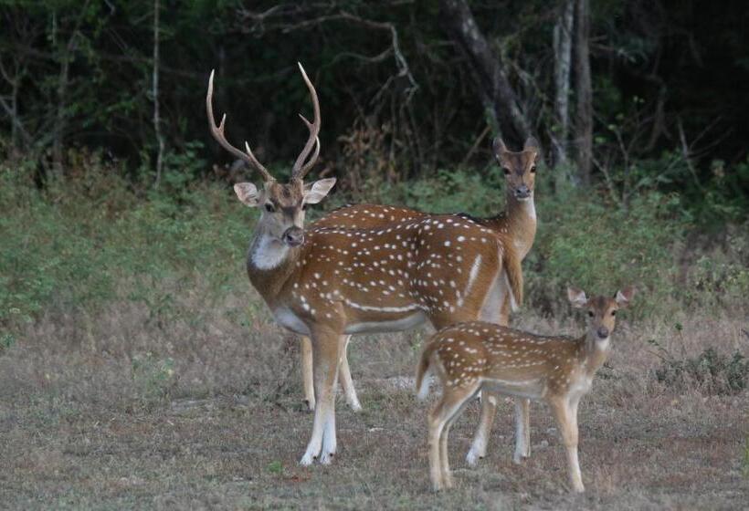 ペンション Lake Ibis