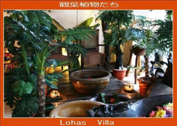 پانسیون Lohas Villa
