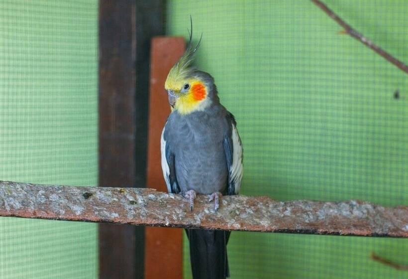 پانسیون Pousada Campo Alegre