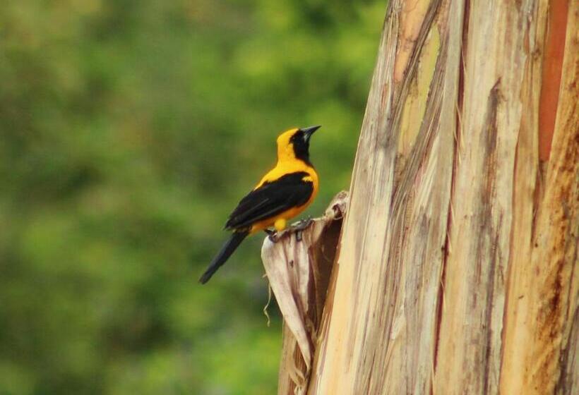 پانسیون Campestre El Triunfo