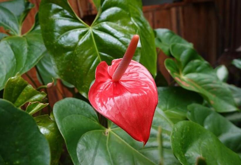 بنسيون Osa De Rio