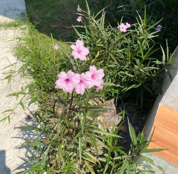پانسیون Pd Guesthouse