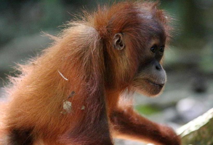 پانسیون Ida Guest House & Jungle Trekking