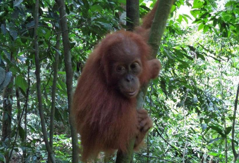 پانسیون Ida Guest House & Jungle Trekking