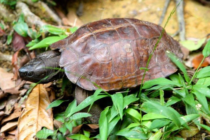 پانسیون Ida Guest House & Jungle Trekking