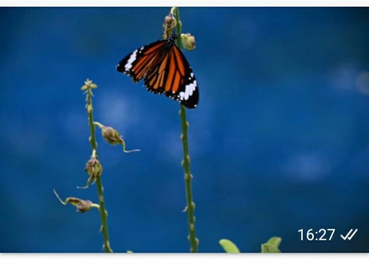 بنسيون Tranquilandia