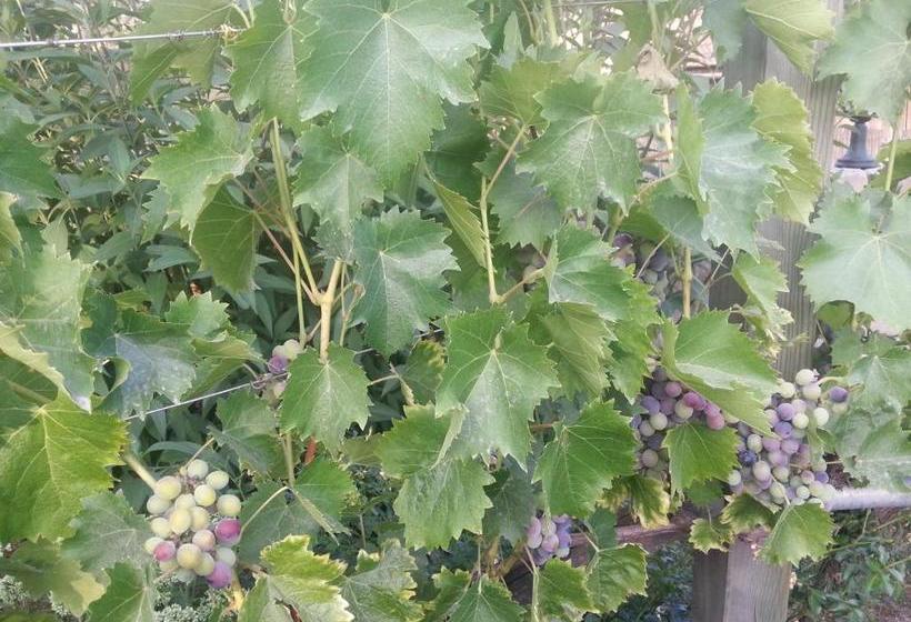 هاستل Rebenlandhof