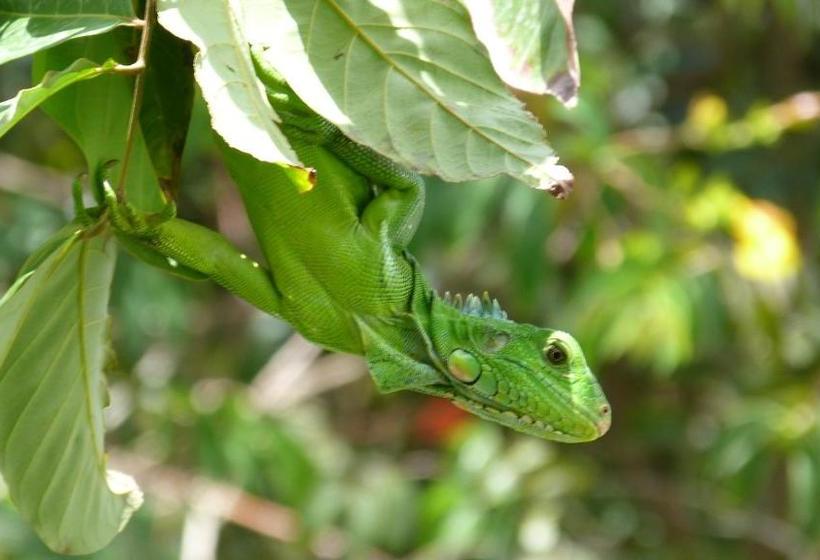 پانسیون Lodge Takini 4