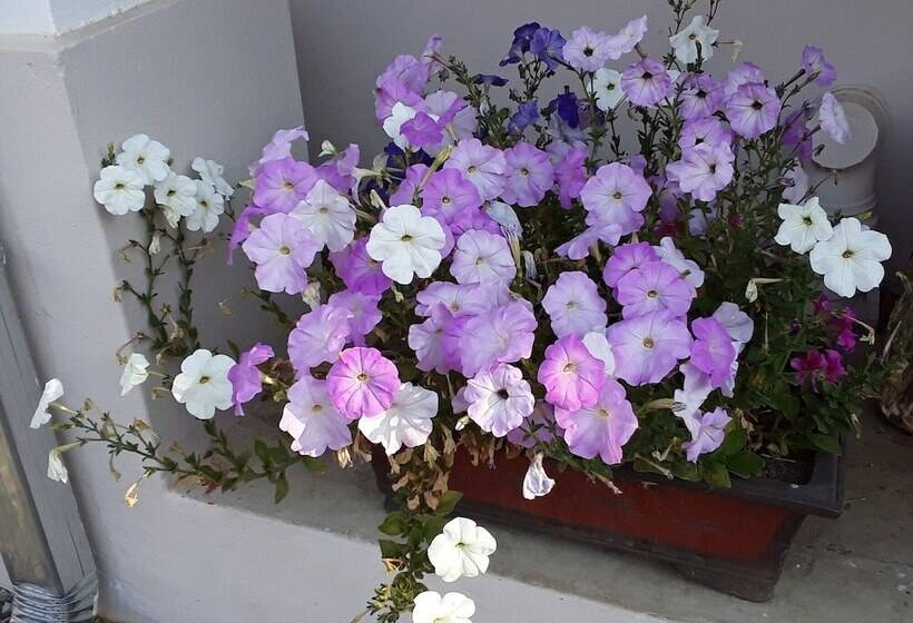 פנסיון Boer And Brit Self Catering Guest House