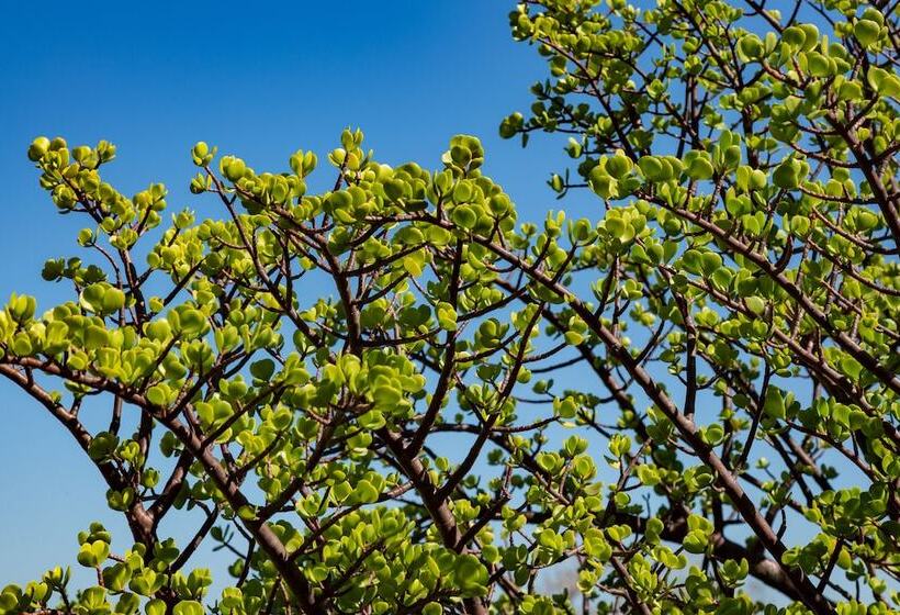 膳宿费 Capelands Wine Farm