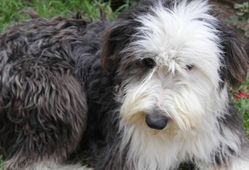 هاستل El Geranio