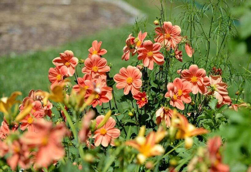 Pension Aloisia