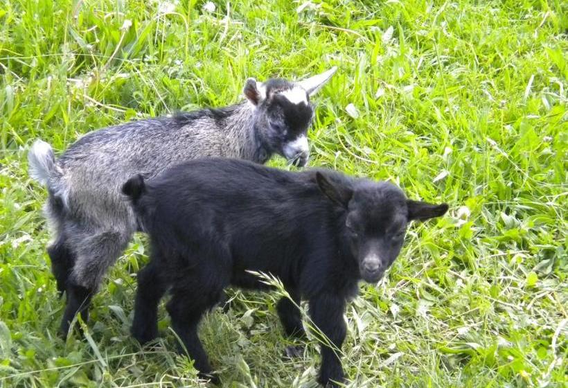 پانسیون Die Sonnenblume