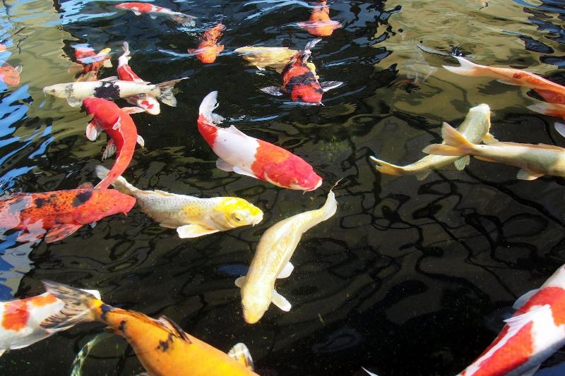 تختخواب و صبحانه Elegance House