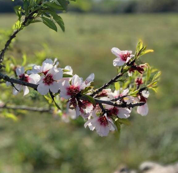 Fotos del hotel Ynaira  & Spa:  4