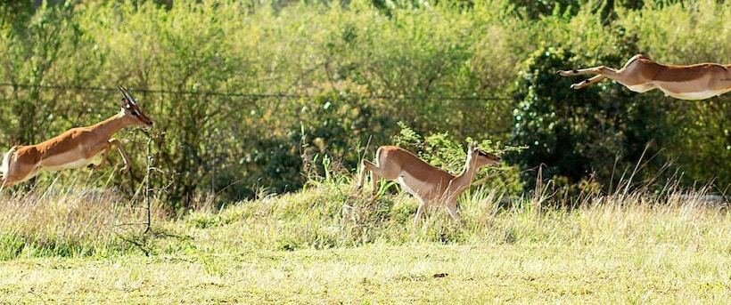 Fotos del hotel Matusadona Guest Lodge:  12