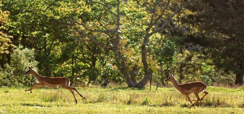 Fotos del hotel Matusadona Guest Lodge:  15
