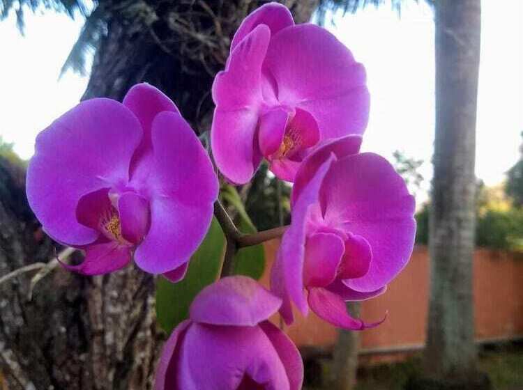 Fotos del hotel L´grace Ferradura:  2