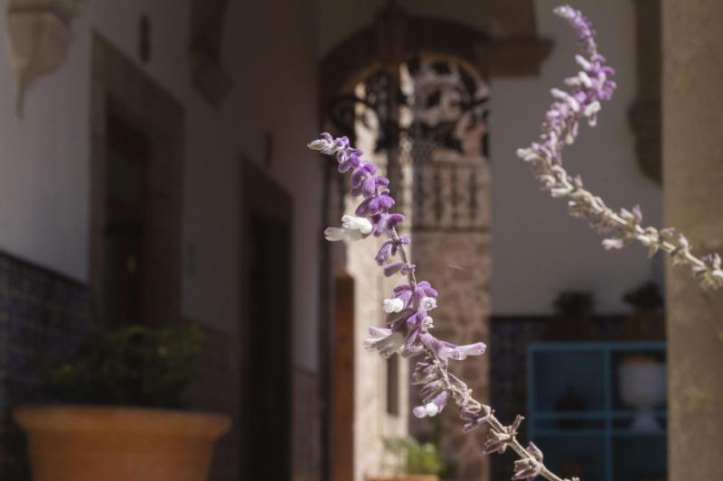 Fotos del hotel Nana Vida Hotel Morelia:  16