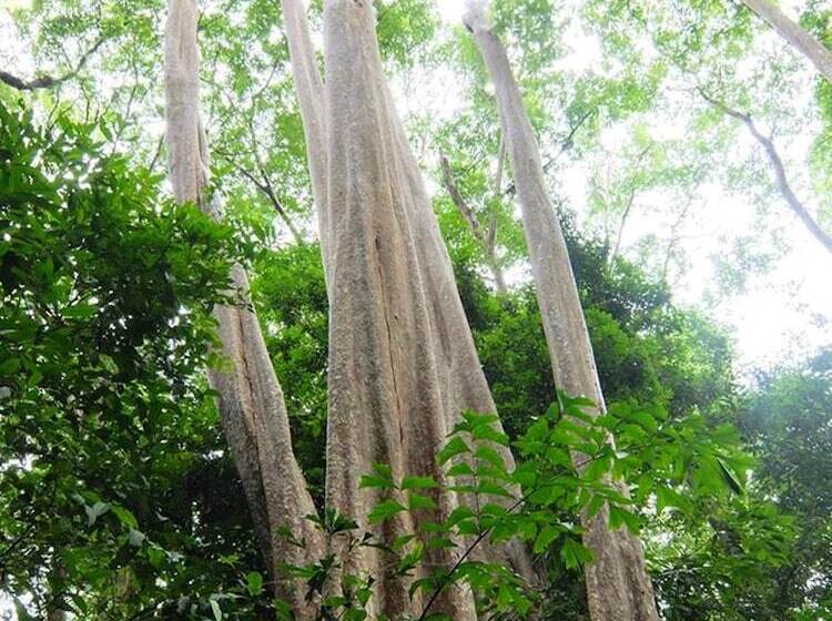 Fotos del hotel Cat Tien Jungle Lodge:  14
