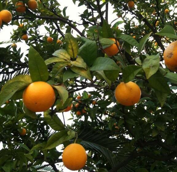 Fotos del hotel Villa Les Cygnes:  9