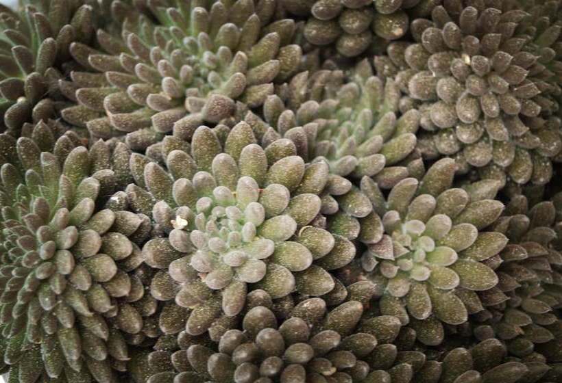 Fotos del hotel Lavan:  5