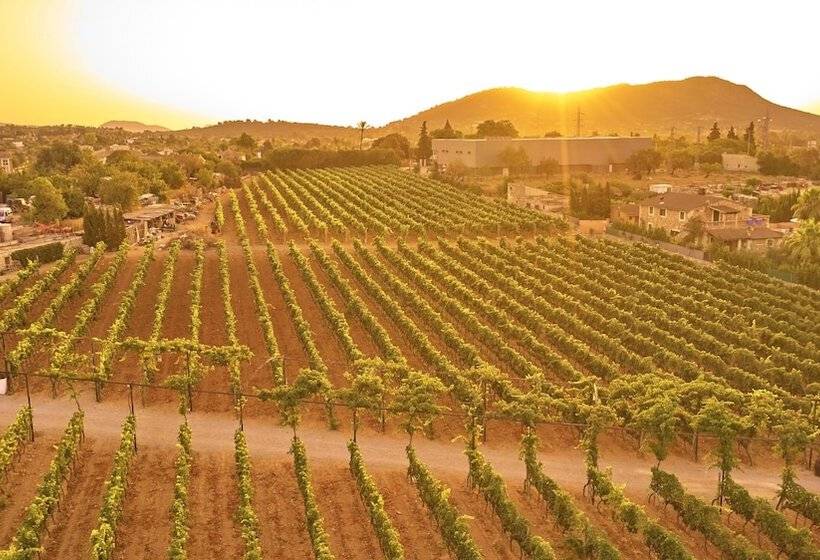 Fotos del hotel Sa Vinya Des Convent   Bodega:  10