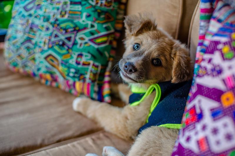 Fotos del hotel Las Camelias Inn By Ahs:  6