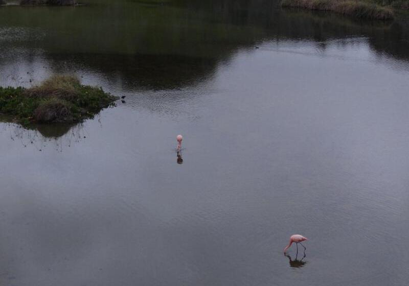 Fotos del hotel Paraiso De Isabela:  24