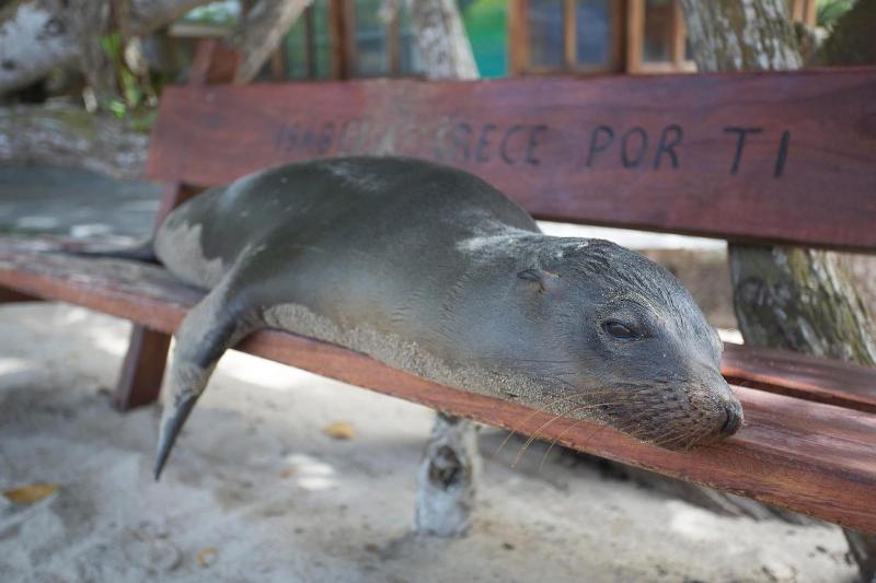 Fotos del hotel Paraiso De Isabela:  4