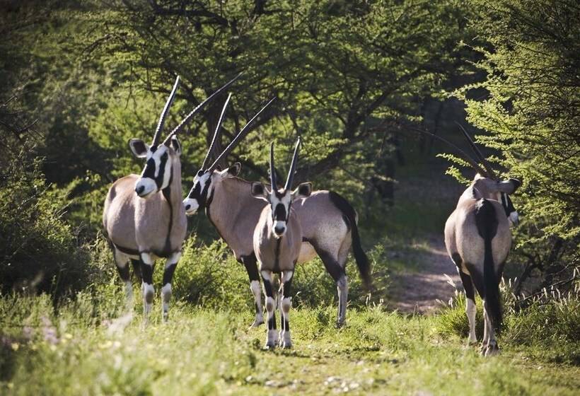 Fotos del hotel Windhoek Game Camp:  11