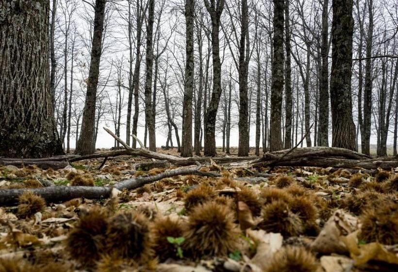 Fotos del hotel Nabia:  10